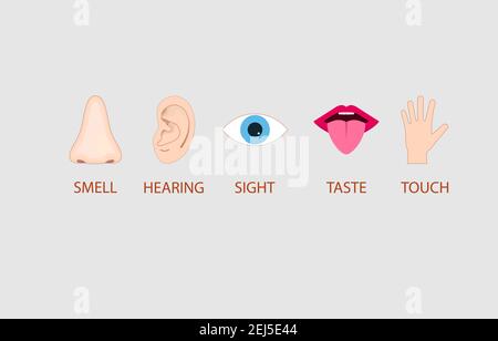 Vector illustration. Human senses icon. Vector illustration, flat design. Stock Vector