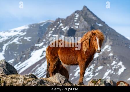 Icelandic horses. The Icelandic horse is a breed of horse created in Iceland Stock Photo