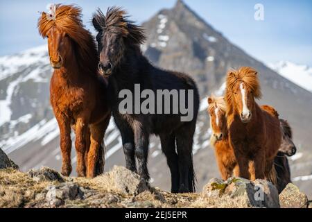 Icelandic horses. The Icelandic horse is a breed of horse created in Iceland Stock Photo