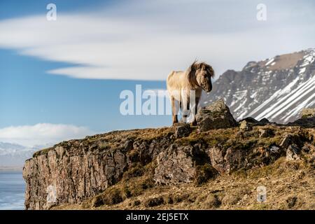 Icelandic horses. The Icelandic horse is a breed of horse created in Iceland Stock Photo