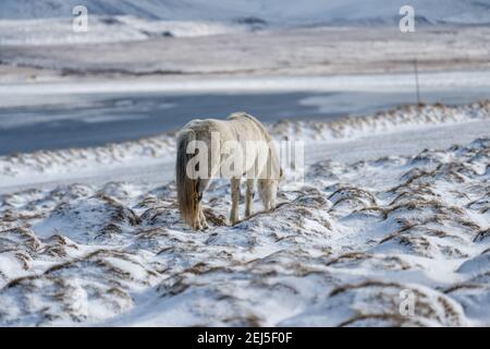 Icelandic horses. The Icelandic horse is a breed of horse created in Iceland Stock Photo