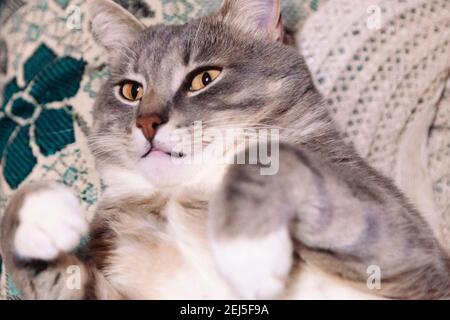 White cat with grey hot sale stripes