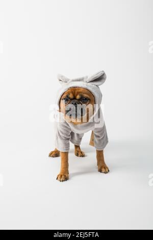 A cute view of a pug wearing clothes standing on the ground on a white background Stock Photo