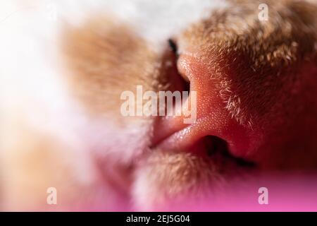 Feline cat nose macro. Tabby cat's nose closeup. The focus on the cat's nose is very clear. So clear that a full blister can be seen.