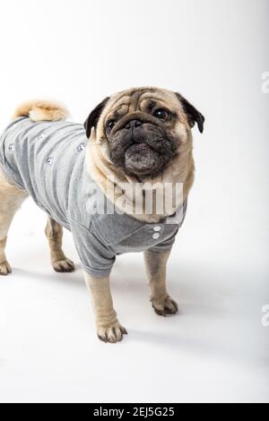 A cute view of a pug wearing clothes standing on the ground on a white background Stock Photo