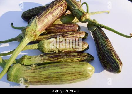 Brinjals also called Eggplants and aubergines. Green and purple dual stripe types of eggplant from India. Fresh Indian vegetables harvested at home or Stock Photo