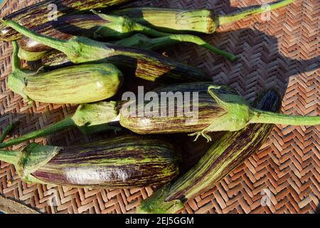 Brinjals also called Eggplants and aubergines. Green and purple dual stripe types of eggplant from India. Fresh Indian vegetables harvested at home or Stock Photo