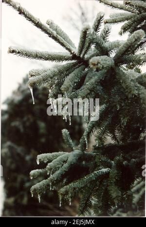 Icicles on the fur tree Stock Photo