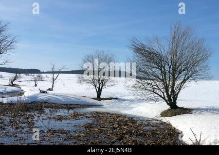 Melting snow and shrubs growing on the shore of a small pond, snow covered scene Stock Photo