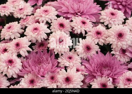 Chrysanthemum 'Samson Purple' and Chrysanthemum 'Lollipop' flowers Stock Photo