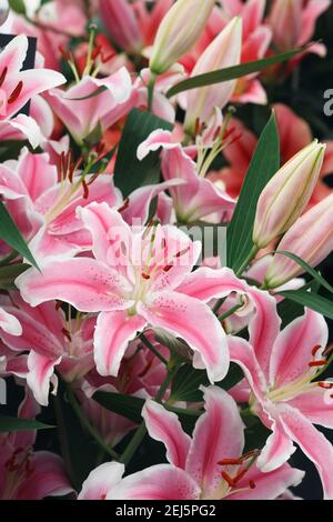 Lilium 'Marlon' flowers. Oriental Lily 'Marlon'. Stock Photo