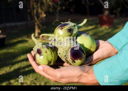 Female holding Brinjals also known as Aubergine or eggplant ian vegetables. Light green color shaded with purple or violet pattern. Stock Photo
