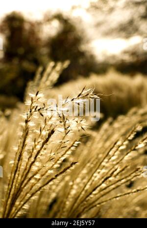 Close up of seeds on the tips of long ornamental grass Stock Photo