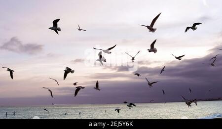 Nice, France - January 2018: Flock of seagulls on the seafront silhouetted against the sky at dusk Stock Photo