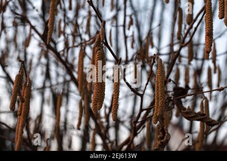 male catkins of a leafless hazel bush on a sunny evening in winter Stock Photo