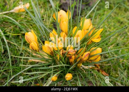 golden crocus blooming in green grass back ground garden Stock Photo