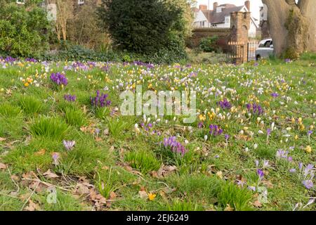 yellow crocus blooming among other crocus in garden leading to front gate, London greenwich, UK Stock Photo