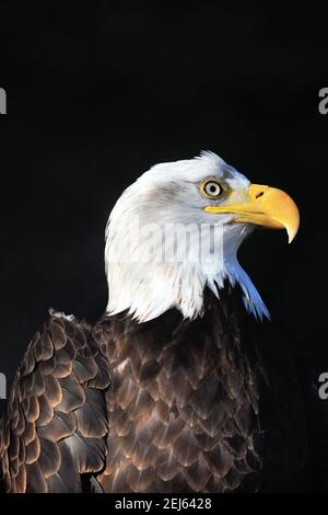 Aurora, Illinois, USA. The bald eagle (Haliaeetus leucocephalus) is a bird of prey found in North America. Stock Photo