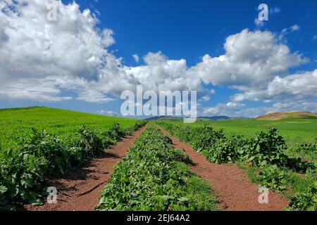 straight country road in Sicily Stock Photo