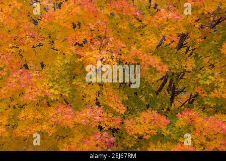 Black Maples (Acer nigrum) in Autumn colors, Eastern USA, by Bruce Montagne/Dembinsky Photo Assoc Stock Photo