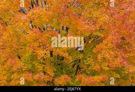 Black Maples (Acer nigrum) in Autumn colors, Eastern USA, by Bruce Montagne/Dembinsky Photo Assoc Stock Photo