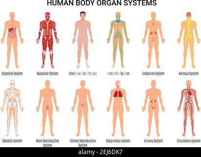 Main 12 human body organ systems flat educative anatomy physiology front back view flashcards poster vector illustration Stock Vector