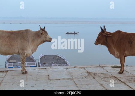 Typical scene in Varanasi, India: Indian cows in ancient embankment and a boat sailing on the Ganges River in the background. Stock Photo