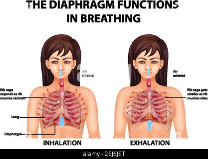 Breathing. Lungs and Diaphragm functions. Exhalation and Inspiration ...