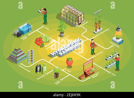 Hydroponic farming isometric flowchart with staff and elements of orangery constructions water pump fertilizers vegetable market vector illustration Stock Vector