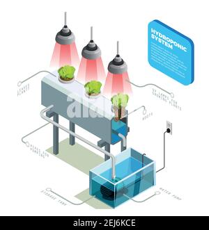 Hydroponic system infographic layout explaining method of growing plants on artificial environments without soil isometric vector illustration Stock Vector