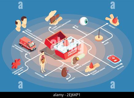 Transplantation isometric flowchart with donor heart in medical case for human organs anatomy dummy bone marrow liver eye icons vector illustration Stock Vector