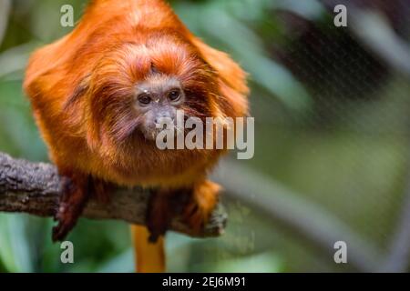 The golden lion tamarin (Leontopithecus rosalia) is a small New World monkey of the family Callitrichidae. Native to the Atlantic coastal forests Stock Photo