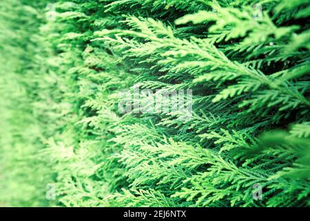 Closeup of green thuja occidentalis. Fresh green leaves, branches of thuja trees close up. Thuya twig occidentalis, evergreen coniferous tree. Chinese Stock Photo