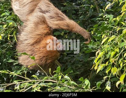 Hoffmann's two-toed sloth (Choloepus hoffmanni) feeding in the rainforest pyramid, Moody Gardens.