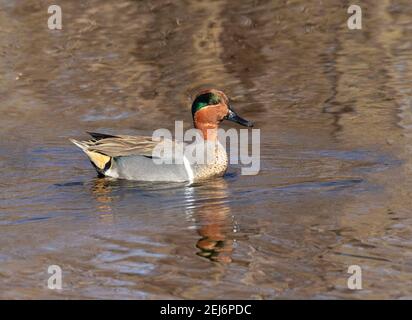 The green-winged teal (Anas carolinensis or Anas crecca carolinensis), Texas, USA Stock Photo