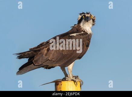 The osprey (Pandion haliaetus) perched with fish in talons on blue sky background, Texas Stock Photo