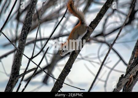 Cute American red squirrel (Tamiasciurus hudsonicus) on a branch, looking wary and alert. Trying to score some bird seed. Ottawa, Ontario, Canada. Stock Photo