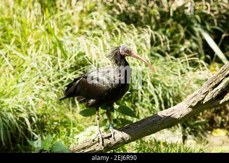 A northern bald ibis, hermit ibis, or waldrapp (Geronticus eremita) perched on a branch. It is an endangered species. Stock Photo