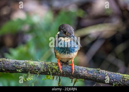blue-banded kingfisher Alcedo euryzona Male perch on a tree branch Stock Photo