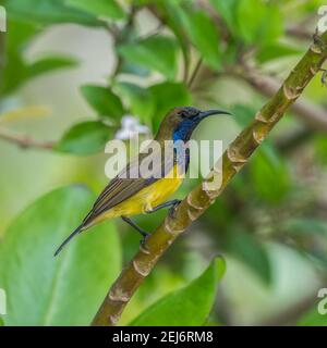 olive-backed sunbird Cinnyris jugularis male Stock Photo