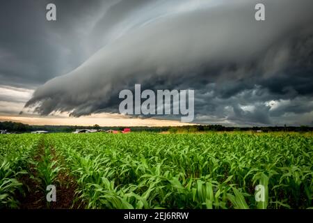 An ominous shelf cloud looms over a cornfield. Raleigh, North Carolina. Stock Photo