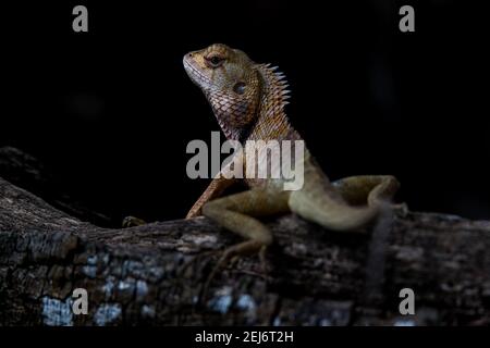 oriental garden lizard, eastern garden lizard, bloodsucker or changeable lizard Calotes versicolor with dark background Stock Photo
