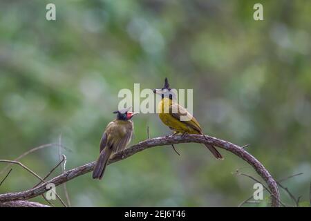 black-crested bulbul Rubigula flaviventris feeding fruit Stock Photo