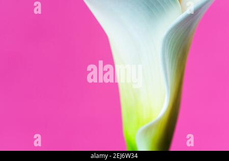 Abstract floral background of calla lily flower on bright plum pink background with copy space Stock Photo