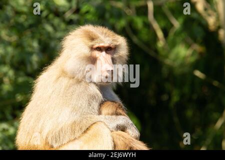 Hamadryas baboon (Papio hamadryas) an adult female Hamadryas baboon with baby with green trees in the background Stock Photo