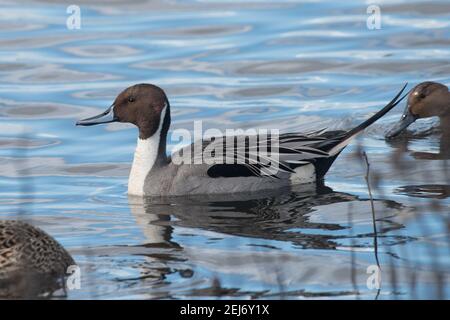 Northern pintail duck (Anas acuta) a migrating bird seen in a wetland in the Cosumnes river preserve in California. Stock Photo