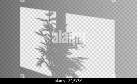 Vector realistic window shadow with threes on the wall in transparent background. Stock Vector