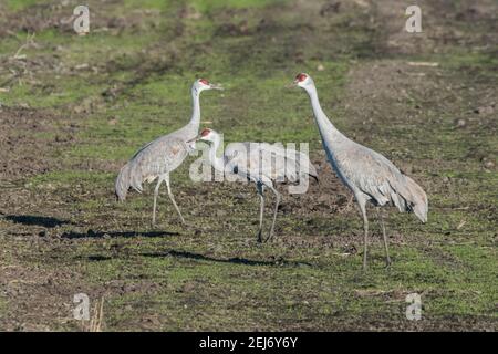 A lesser sandhill crane stands between greater sandhill cranes, the easiest way to tell the different subspecies apart is by their size. Stock Photo