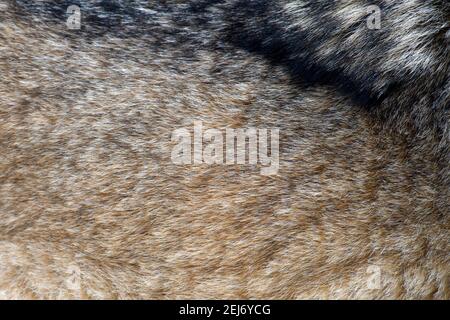 Close real texture of silver wolf fur Stock Photo