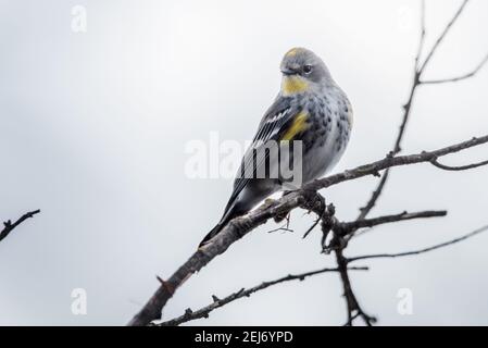 An Audubon's warbler (Setophaga auduboni) a bird the West, this one is from the central valley in California. Stock Photo